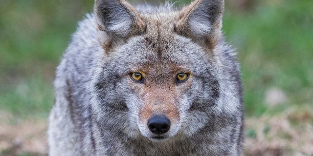 A coyote allegedly threw herself on a woman and her 4-year-old child in a New Jersey park. The police killed him. (Istock)