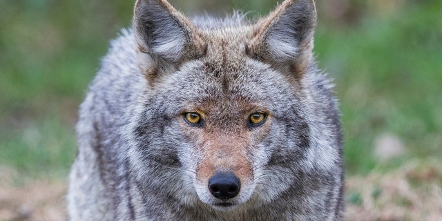 A coyote allegedly lunged at a woman and her 4-year-old child at a New Jersey park. Police killed it. (istock)