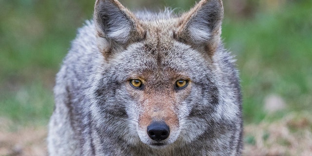 A coyote allegedly threw herself on a woman and her 4-year-old child in a New Jersey park. The police killed him. (Istock)