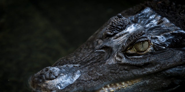 Ancient crocodiles had vegetarian cousins that roamed the planet 200 million years ago, research shows. (Credit: SWNS)
