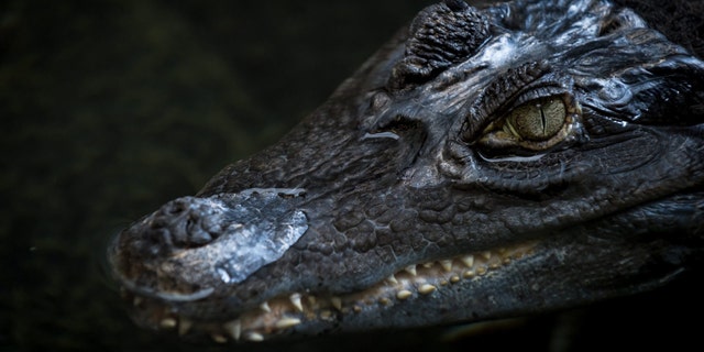 Ancient crocodiles had vegetarian cousins that roamed the planet 200 million years ago, research shows. (Credit: SWNS)