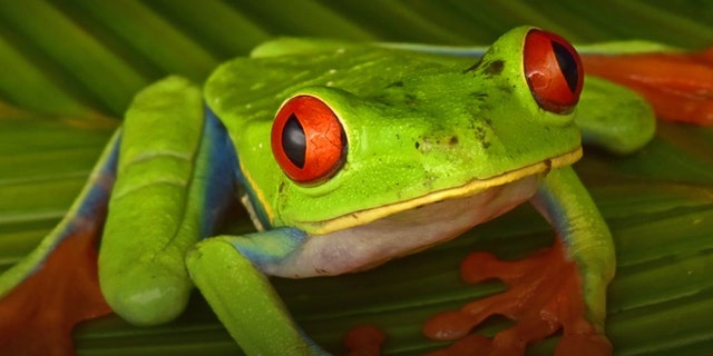 (Credit: Trond Larsen/Conservation International)