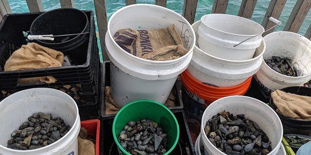 Some of the fishing weights recovered during Saturday's cleanup.