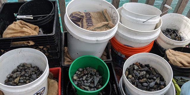 Some of the fishing weights recovered during Saturday's cleanup.
