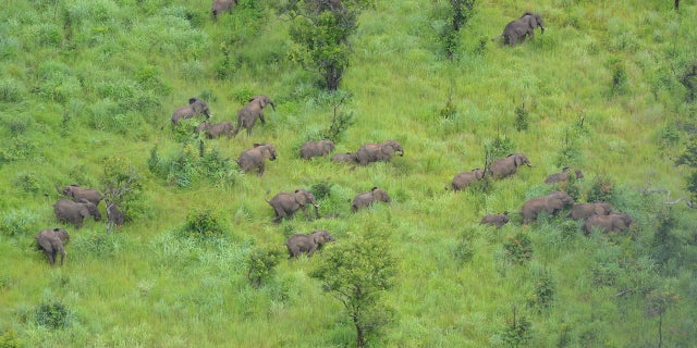 Already the park’s elephant population has increased by approximately 250 in the past two years.