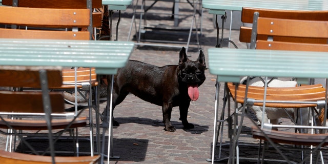 A dog sticks his tongue out Monday, June 24, 2019 in Lille, northern France.