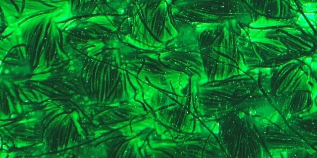 Green fluorescent spores in sesame oil on black cotton cloth (this is our treatment in our experiments). The little green flecks are spores mosquitoes pick up on contact. (Cerdit: Brian Lovett)