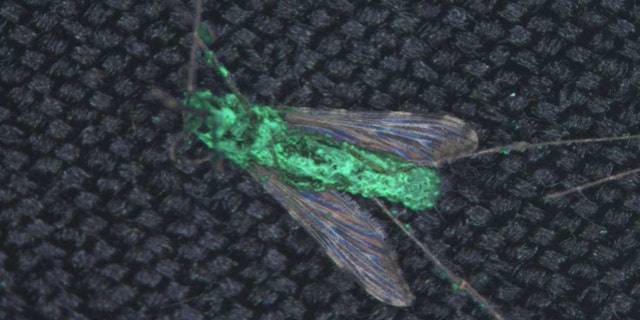 An Anopheles gambiae mosquito with our transgenic fungus emerging from its body after death. This is a merged version of a natural light image and a green fluorescent image. (Credit: Brian Lovett)