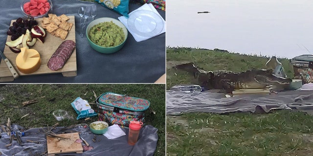 An alligator on Monday demolished a picnic for a couple at the University of Florida.