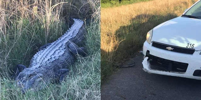 An 8-foot alligator nibbled the car of a Louisiana sheriff's vehicle on Monday.