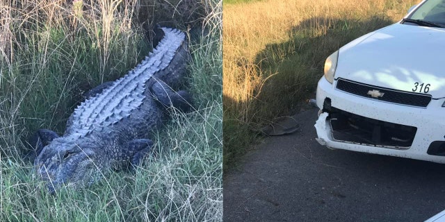 An 8-foot alligator nibbled the car of a Louisiana sheriff's vehicle on Monday.