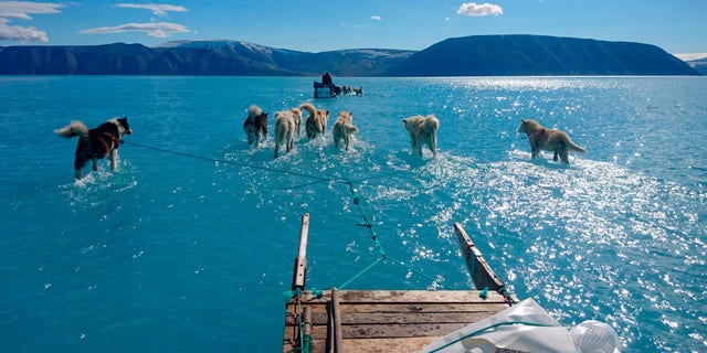 Sled dogs make their way in northwest Greenland with their paws in melted ice water.