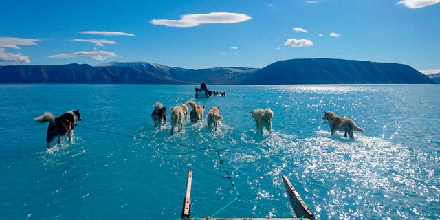 Sled dogs make their way in northwest Greenland with their paws in melted ice water.