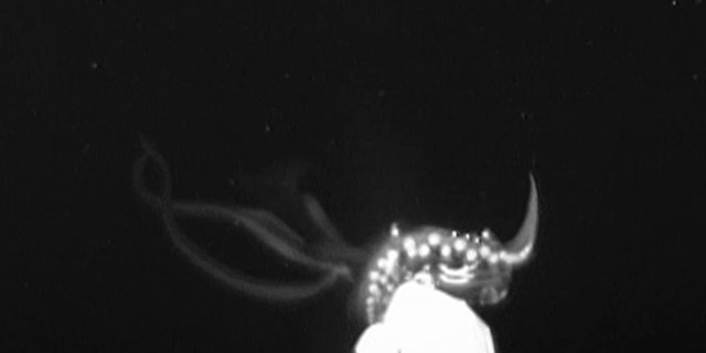 (Credit : NOAA)