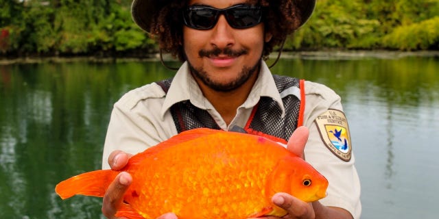 According to the Waterkeeper’s Facebook, goldfish end up in the Niagara River typically after a heavy rain event because of the city’s combined sewer overflows, which can cause things like pet fish – as well as bacteria and waste – to end up in the waterways.