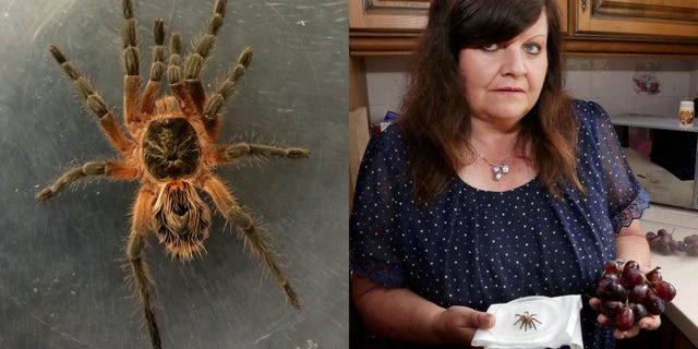 The spider was eventually identified as a baby tarantula. It’s unclear how it survived the trip to England from Chile, where the grapes apparently originated.