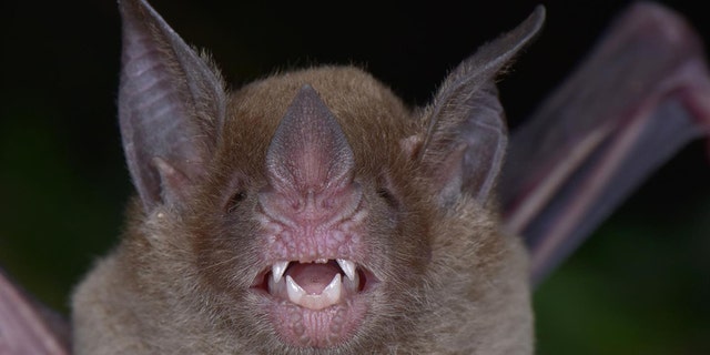 (Credit: Trond Larsen/Conservation International)