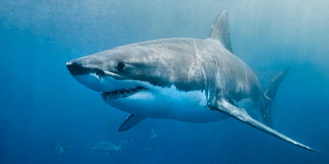 A great white shark swimming just below the surface.