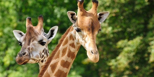 Two giraffes that died last month at a Florida wildlife park were killed by lightning, officials said Tuesday.