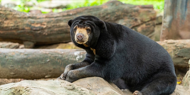 動物園の岩の上で休んでいるマレー・サン・ベア - file photo (iStock)