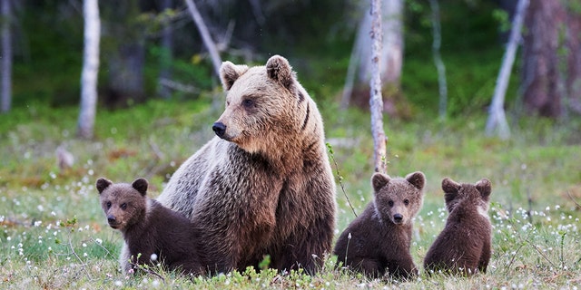 A pair of bow hunters were lucky to escape with just minor injuries after inadvertently surprising a mother grizzly bear and her cubs. (iStock)