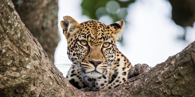 A leopard was recently filmed walking through a restaurant in South Africa while it was hunting its breakfast. (iStock)