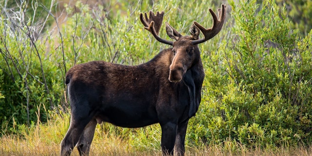 Licenses to hunt moose were granted this week in Maine, and the list of recipients included a surprising number of women