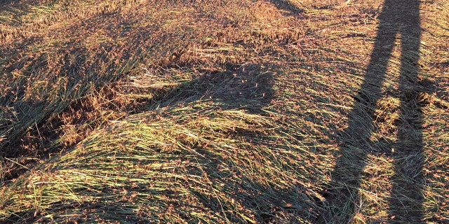Locusts infest a field near Nuoro, located on the Italian island of Sardinia. (Coldiretti via AP)