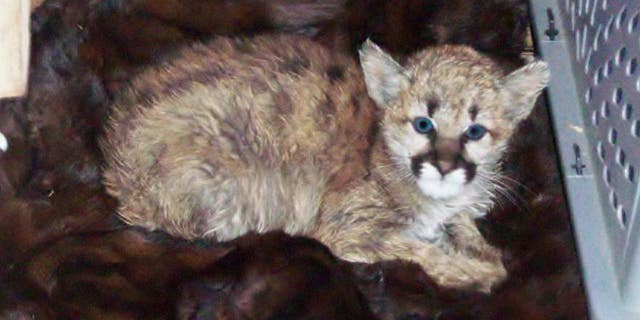 Colorado Parks and Wildlife officials wrote on their Twitter that the feline had been rescued from the Walsenburg residence in November as a three-month-old kitten after it had fallen ill because of the meaty snack.