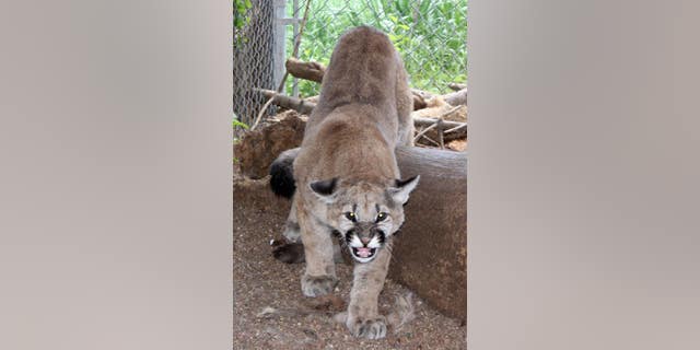 The mountain lion was finally returned to the wild on Saturday, approximately seven months later, by the Wet Mountain Wildlife Rehabilitation in Wetmore.