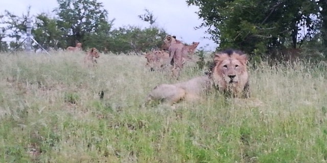 Ronica Jansen has been seeing lions around Phalaborwa out in the open, since 2010, photographing a group of them in February.