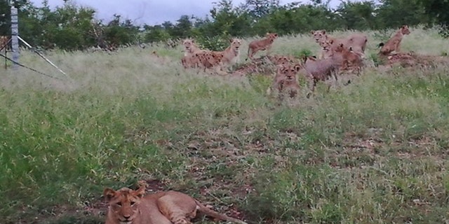 Jansen adds that when she took photos of the lions just outside the town “ I was very lucky. I can’t explain the feeling. They were crossing the road “