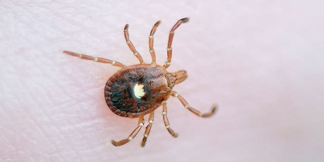 A Lone Star tick. (iStock)