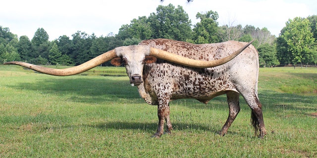 Poncho, a Texas longhorn from Alabama, broke the Guinness World Record for longest horn spread on a steer. Now he can truly hold his head high ... or can he?