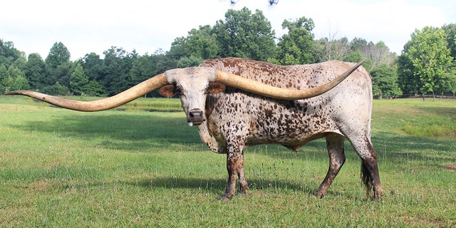 Poncho, a Texas longhorn from Alabama, broke the Guinness World Record for longest horn spread on a steer. Now he can truly hold his head high ... or can he?