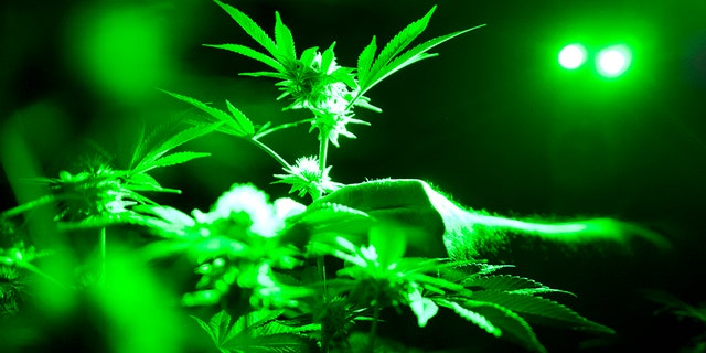 Marijuana plants in a grow room using green lights during their night cycle in Gardena, California.