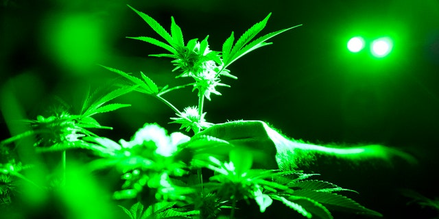 Marijuana plants in a growing room using green lights during their night cycle in Gardena, California.