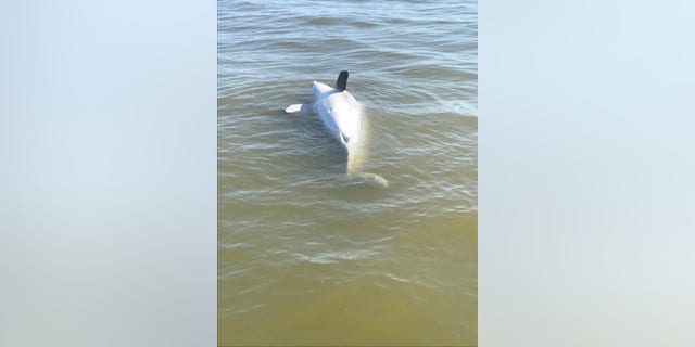 One of several dolphins that have washed up on the Mississippi Gulf coast after the opening of the Bonnet Carre Spillway inundated the Mississippi Sound with extra fresh water released from the Mississippi River.