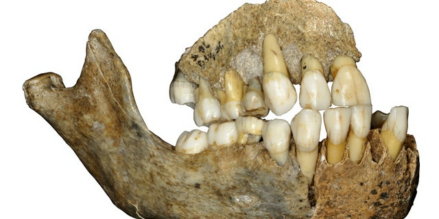 Scientists mapped the complete genomes of the 120,000-year-old bones from Western Europe, shedding fresh light on the history of our closest extinct ancestors. (Credit: SWNS)