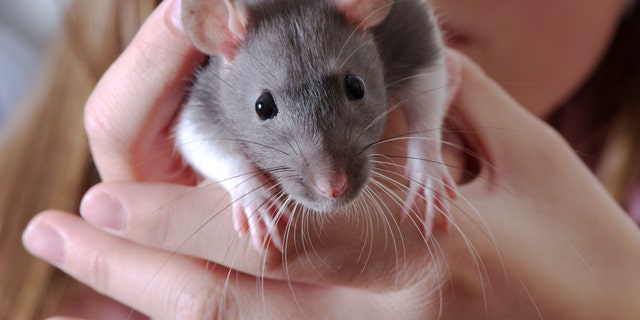 At the hospital, Cali, 8, told her doctor that she was going to miss her pet rats (not pictured), which warned her of the possibility of contracting the fever caused by a rat bite.