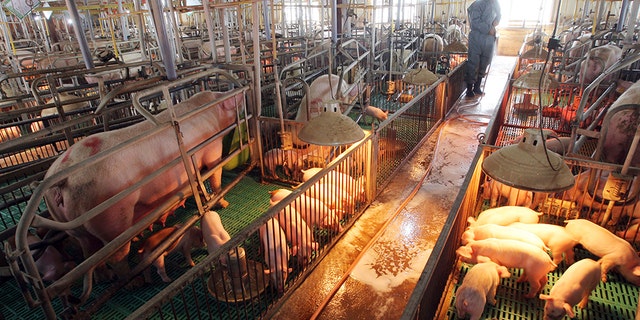In this April 29, 2009, file photo, a South Korean farmer sprays disinfectant against a possible swine flu outbreak at a port farm in Paju, South Korea.