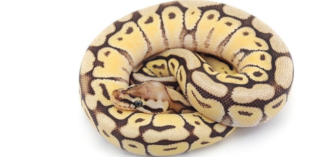 A Missouri woman returned home from vacation to find a python in her kitchen pantry, authorities said.