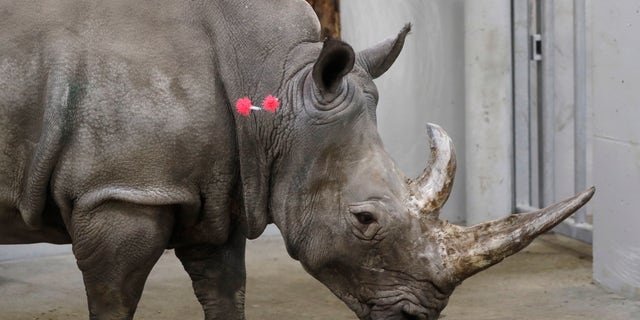 FILE - In this Wednesday, Feb. 13, 2019 file photo, female southern white rhino, 17-year-old Hope, is shot with tranquilizing darts, so a team of experts can harvest her eggs, at a zoo park in Chorzow, Poland. Scientists in Europe said Tuesday June 25, 2019, they have successfully transferred a test tube rhino embryo back into the female whose eggs were fertilized in vitro, as part of an effort to save another nearly extinct sub-species of the giant horned mammal. (AP Photo/Petr David Josek, File)