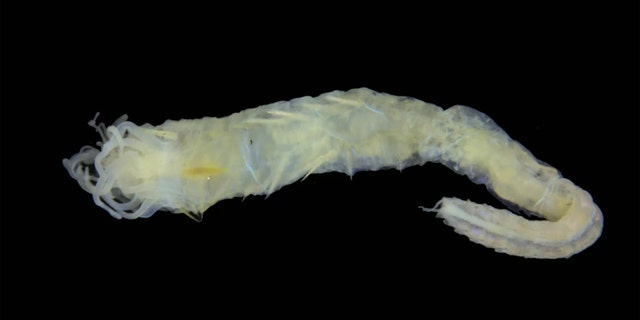 The newly described marine worm Ampharete oculicirrata has a jumble of tentacle-like appendages near its mouth, and a pair of beady black eyes on its bum. (Credit: National Museums Scotland)