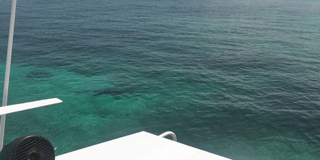 The photo was taken by another tourist who was in the area when the attack happened. The shark is supposedly in the left part of the photo. 