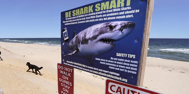A woman walks with her dogs at Newcomb Hollow Beach, in Wellfleet, Mass., where a boogie boarder was bitten by a shark in 2018 and later died of his injuries.