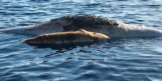 Part of the net was found in the adult's mouth while the baby was completely covered by it. (Italian Coast Guard/Marevivo via AP)
