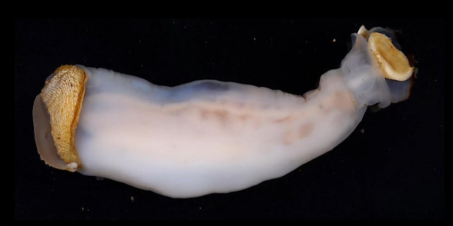 The newly described rock-eating shipworm, known as Lithoredo abatanica. Credit: Reuben Shipway; Marvin Altamia