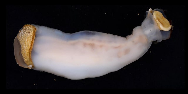 The newly described rock-eating shipworm, known as Lithoredo abatanica. Credit: Reuben Shipway; Marvin Altamia