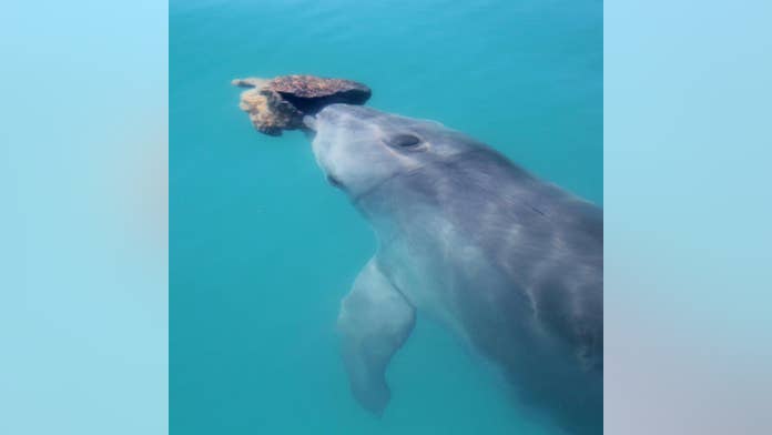 Dolphins form friendships through shared interests just like humans, scientists find